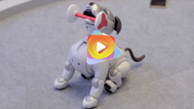 perro