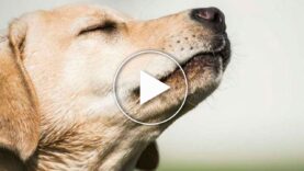 Los Perros podrían detectar el Covid-19