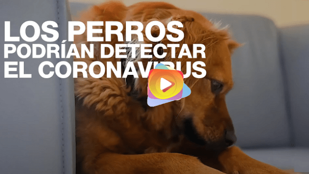 perros covid