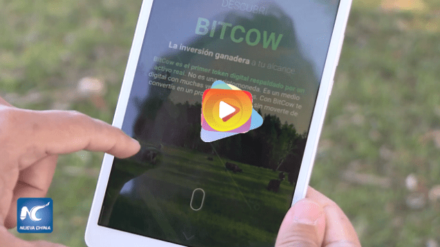 bitcow