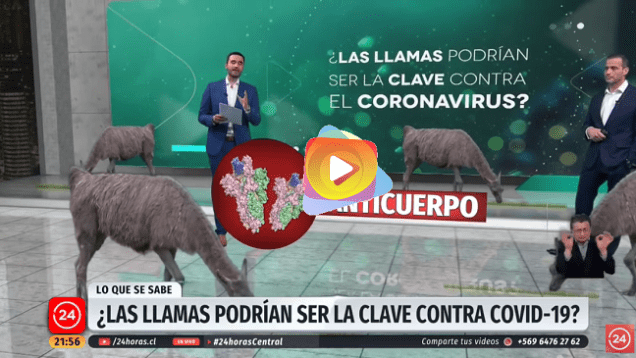 la llama