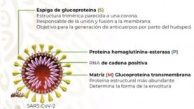 Explicación: Cómo actúa el sistema inmunológico ante el covid-19