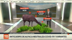Los anticuerpo de alpaca neutraliza COVID-19 y variantes