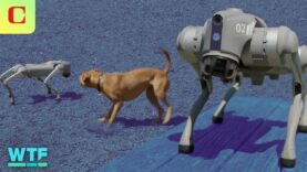24 horas con el perro robot Go2 Pro